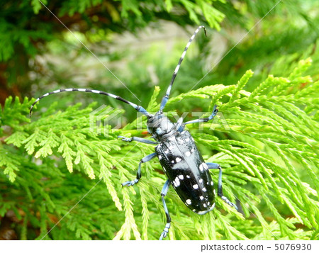 Lady beetle moving on the conifer's leaf 5076930
