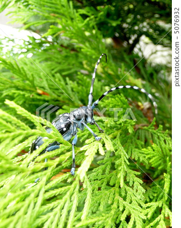 繼續前進針葉樹的葉子的夫人甲蟲 5076932