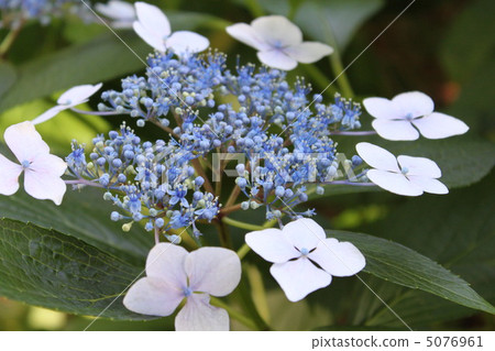 繡球 繡球 5076961