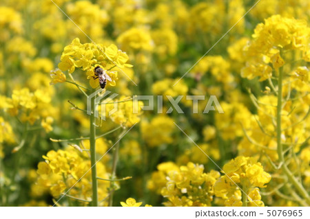 強姦鮮花和蜜蜂 強姦鮮花和蜜蜂 5076965