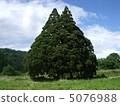 龍貓樹 5076988