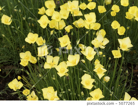 Flower honeybirds flower yellow 5077265