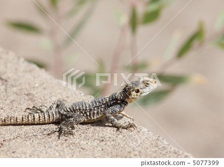 Monitor lizard 5077399