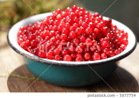 Red currant 5077754