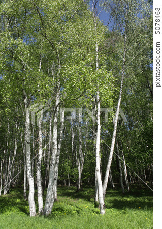 Birchwood forest 5078468