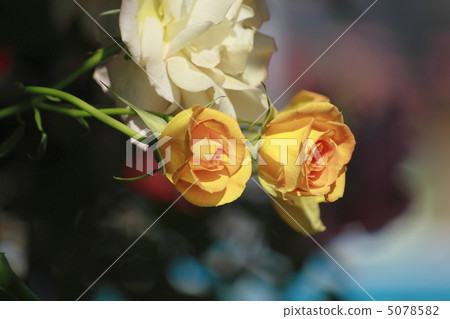 Rose Rose 5078582