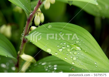 Amuraki葉子和花 5079575