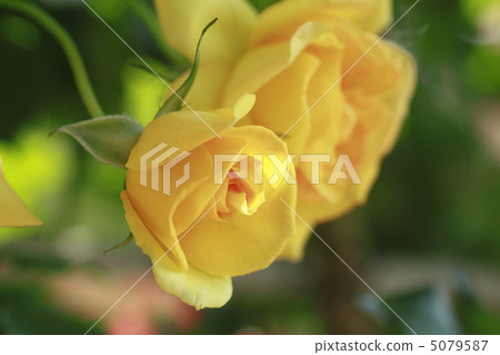 Rose Rose 5079587