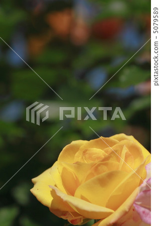 Rose Rose 5079589