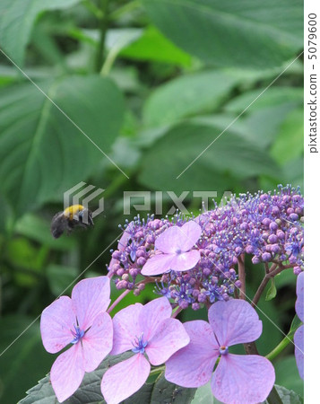 在蜜蜂花附近飛行的熊蜂 5079600