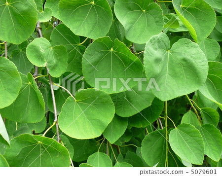 Shidarekatsura 5079601