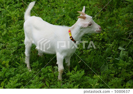 Three-month kid 5080637