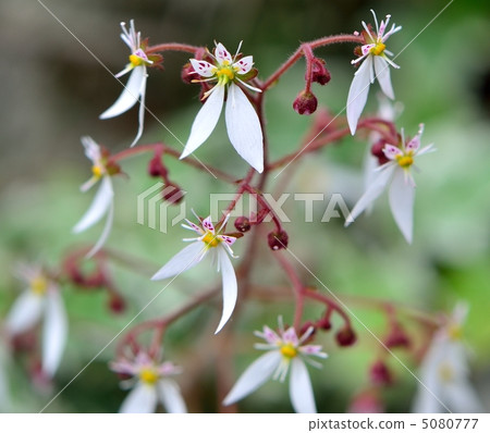 Flower of Dimongeishi 5080777