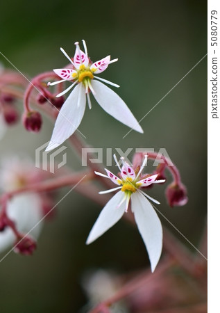 Dimongeishi之花 5080779