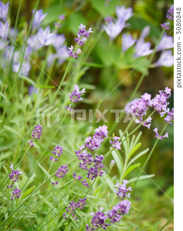 Lavender and Brodier 5080848