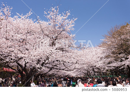 觀看在上野公園的櫻花 觀看在上野公園的櫻花 5080953