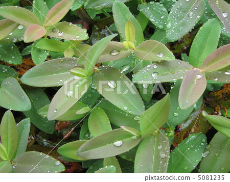 Leaves of Hiperam · Kalisinam 5081235