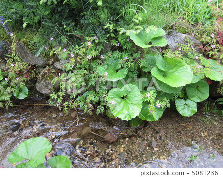 Himefuro Fuki Ogawa 5081236