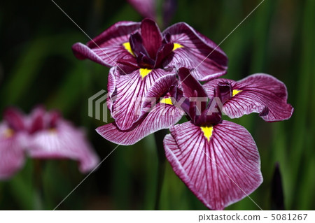 Iris 5081267