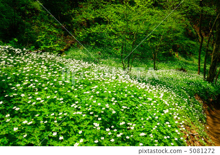 Nirinso blooming in Kutama Valley Nirinso blooming in Kutama Valley 5081272
