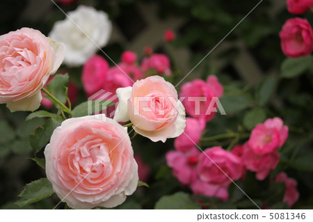 Pierre de Ron-Sar旁邊 5081346