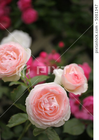 Pierre de Ronsard垂直 5081347