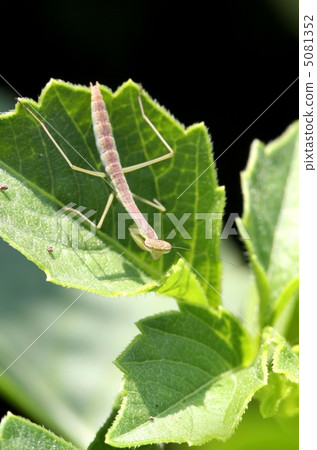 Mantis larva Mantis larva 5081352