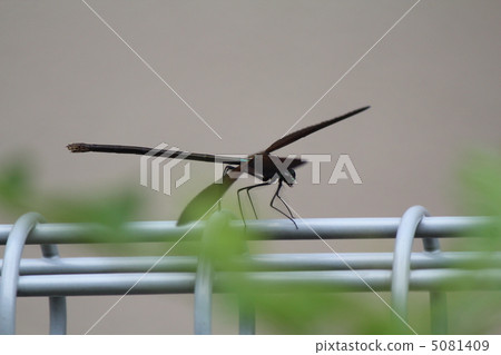 Atrocalopteryx蟬 5081409