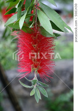 松尾泰莎的草叢 5081430