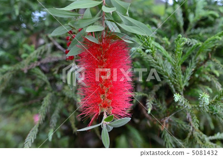 松尾泰莎的草叢 5081432