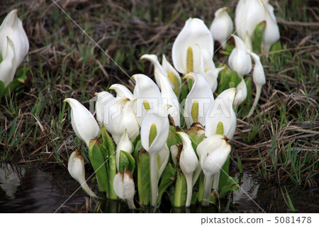 Water Basho Water Basho 5081478