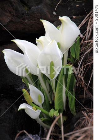 Water Basho Water Basho 5081479