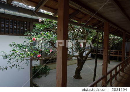 Courtyard of Kyoto Honen-in Tsubaki 5081594