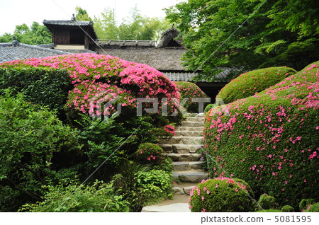 Early summer of Kyoto Shisen-Do 5081595