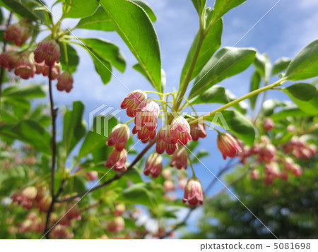 Salasa Doudin 5081698