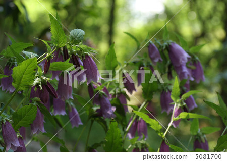 螢火蟲刷 5081700