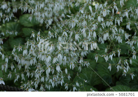 Yukinoshita的花 5081701