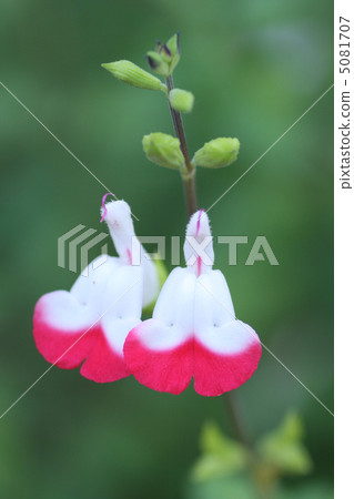 Harp flowers Harp flowers 5081707