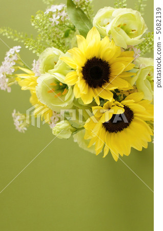 sunflower sunflower 5082139