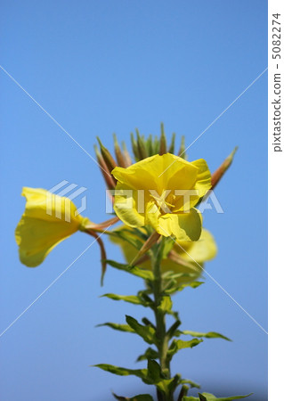 大松eyegusa 5082274