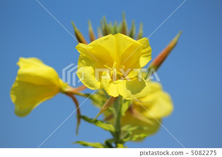 大松eyegusa 大松eyegusa 5082275