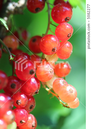 紅色頭骨 紅色頭骨 5082277