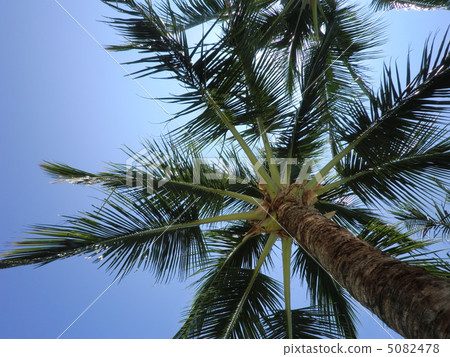 Blue sky and palm tree of Hawaii Blue sky and palm tree of Hawaii 5082478