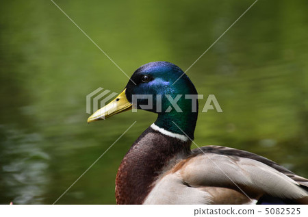 鳧 鳧 5082525