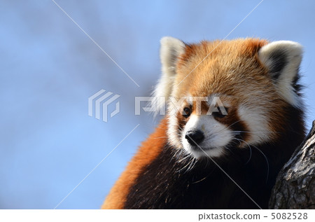 Lesser panda Lesser panda 5082528