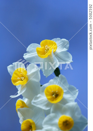 Japan Daffodil seems to be barking towards the sky · · Japan Daffodil seems to be barking towards the sky · · 5082592