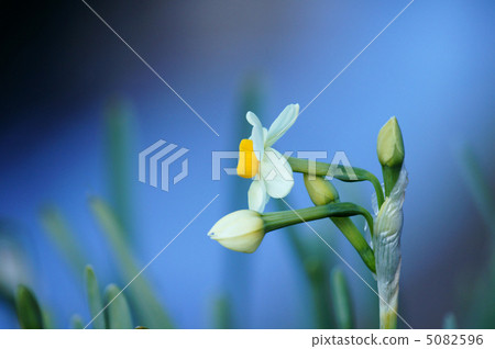 日本Suizen簡介 日本Suizen簡介 5082596