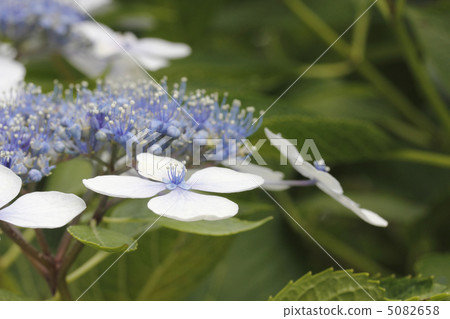 Hydrangea hydrangea hydrangea Hydrangea hydrangea hydrangea 5082658