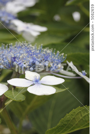繡球花繡球花繡球花 繡球花繡球花繡球花 5082659