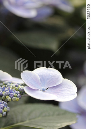 Hydrangea hydrangea hydrangea 5082660